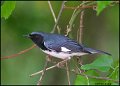 _0SB0203 black-throated blue warbler